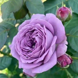 Kinda Blue Rose Plant 微蓝