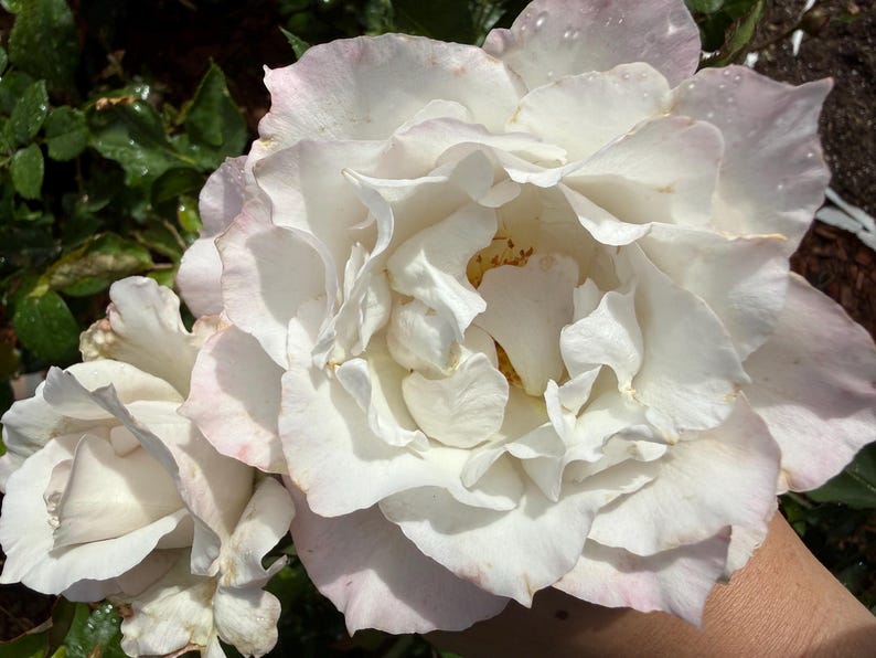 Rare Japanese Rose Saphiret | Soft Blush Garden Rose | Own Root Potted ...