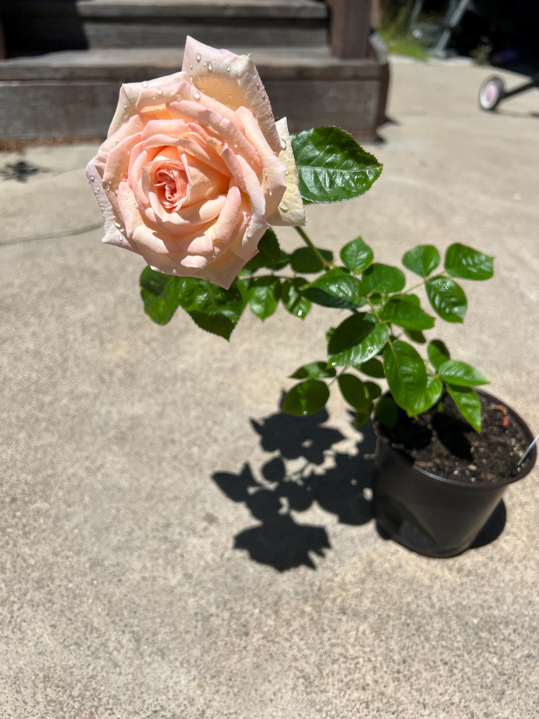 Cream Parfuma Madame Anisette Rose, Fragrant Grandiflora, 5 Inch