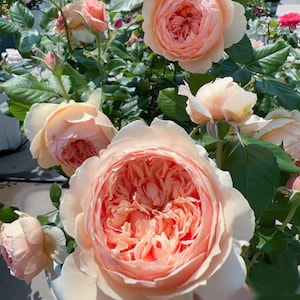 Masora 真宙マソラ，Japanese Shrub Rose - ship in 5 inch pot