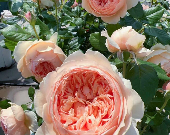 Masora 真宙マソラ，japanese Shrub Rose - Ship in 5 Inch Pot - Etsy