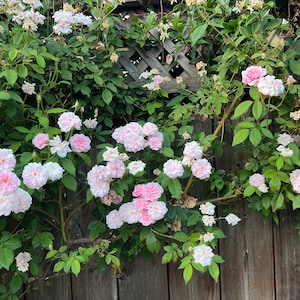 Pink Rose Climbing Rose Cecile Brunner