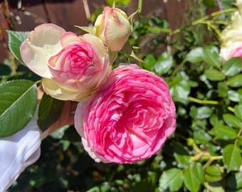 Pink Eden Climbing Rose  Eden climber - Ship in 5 inch pot