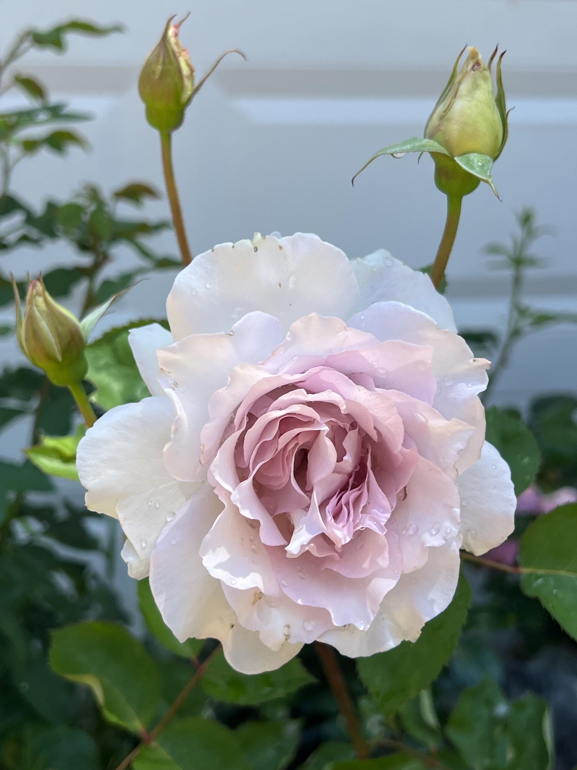 Dew Serenade (lu Ning Xiang 露凝香) Chinese Florist Rose – Shipped