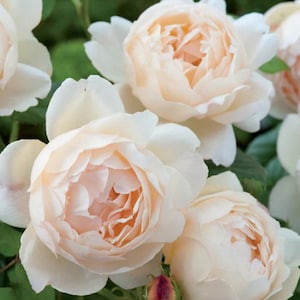 May include: A cluster of pale peach and cream-colored roses in full bloom. The flowers feature numerous delicate, overlapping petals arranged in a dense, rounded shape, with soft green foliage visible between the blossoms in the background.