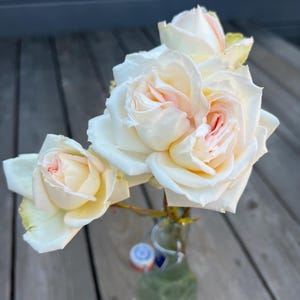 Cream Parfuma Madame Anisette Rose, fragante grandiflora, maceta de 5 pulgadas