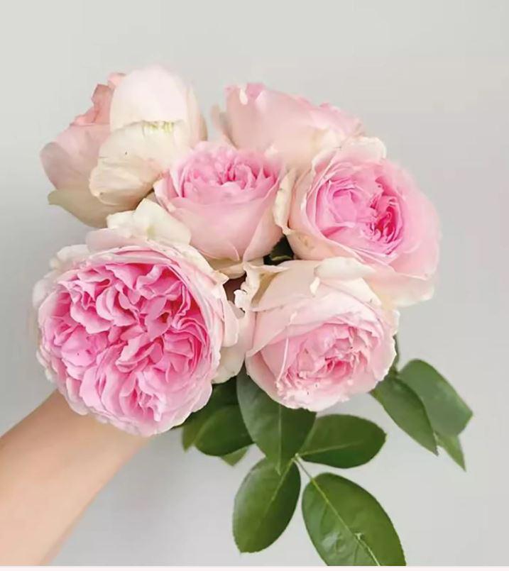 Japanese Rose Eve Otome Heart (伊芙乙女心) - Ship in 5 Inch Pot - Etsy