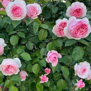May include: A lush display of pink and white roses in full bloom. The roses have a classic, layered petal structure and are surrounded by vibrant green foliage. The image captures the beauty of a rose garden.