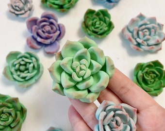 Succulent Cupcake Toppers Fondant Cake decoration | Edible Cake Toppers | Cactus Succulent Cake Decoration | Wedding cupcake toppers