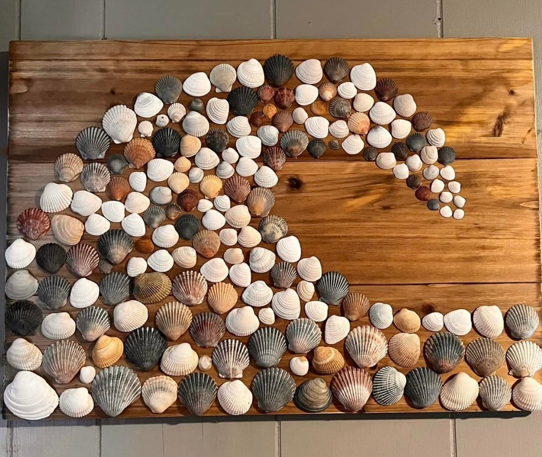 Seashell Wall Decor Etsy