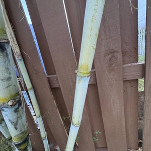San Diego Yellow sugar cane cuttings