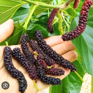 20 Mulberry cuttings Pakistan