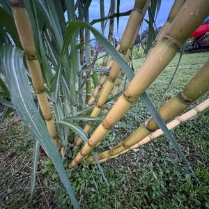 Sugar Cane Home Green cuttings