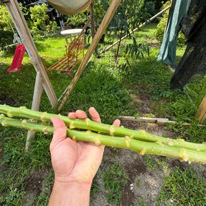Yuca Cassava cuttings fresh