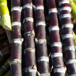Black/purple Sugar cane cuttings