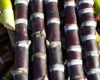 May include: Close-up of several stalks of sugarcane. The stalks are a deep purple color with white bands at the nodes. The image is well-lit, showing the texture and details of the sugarcane.