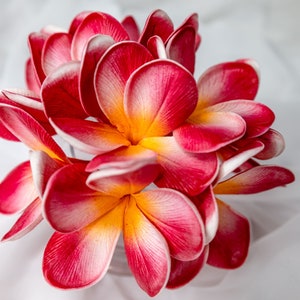 Frangipani rojo anaranjado (paquete de 6) - Flores artificiales realistas