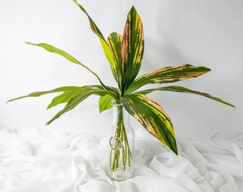 Cordyline Leaves 12 Pack, Faux Greenery Stems, Artificial Cordyline Leaf for Bouquets and Home Decor
