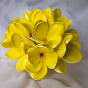 Frangipani Sunburst (paquete de 6) - Flores artificiales realistas