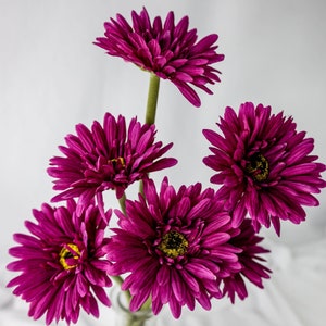 Magenta Gerbera - Realistic Artificial Flowers