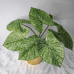 Green Caladium Leaf -  Realistic Artificial Flowers and Greenery