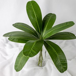 May include: A bouquet of green leaves arranged in a clear glass vase. The leaves are long and narrow, with a pointed tip. The vase is sitting on a white surface.