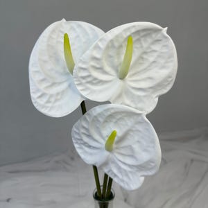 Pode incluir: Três flores de antúrio brancas com espádices amarelos e caules verdes. As flores estão num vaso de vidro transparente. Os antúrios têm uma textura lisa e cerosa sobre um fundo neutro.