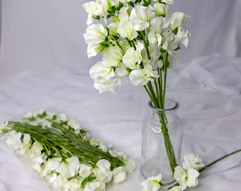 White Sweet Pea