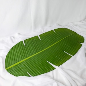 May include: A large, vibrant green banana leaf with a prominent central vein and parallel veining. The leaf has a slightly torn edge and rests on a white, textured fabric background. The leaf's color is a rich, natural green.