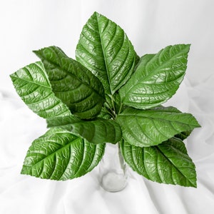 Hojas de hortensia (paquete de 12) - Flores artificiales realistas