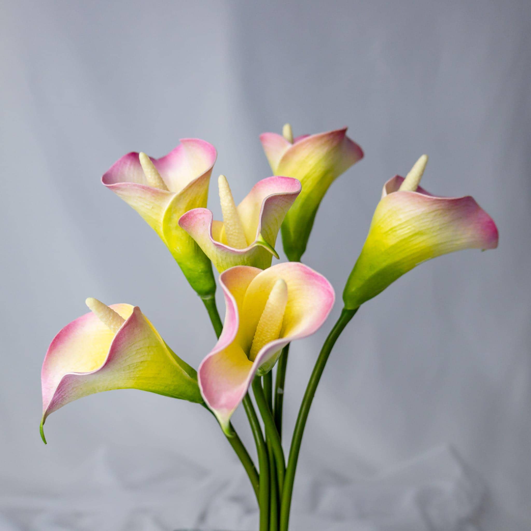 イエローピンクのミニカラーリリー - 6個パック - リアルタッチの
