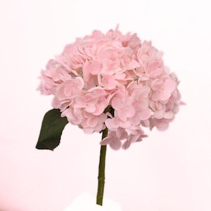 Pode incluir: Um único caule de flores de hortênsia rosa. A cabeça da flor é um grande grupo redondo de pétalas delicadas e rosa claro. Uma folha verde escura está presa ao caule. O caule é de cor castanho claro.
