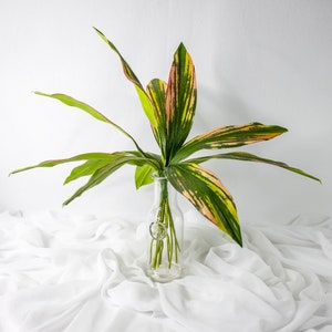 Cordyline Leaves (12 Pack)   - Realistic Artificial Flowers