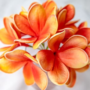 Tangerine Frangipani Flowerhead (6 Pack)- Realistic Artificial Flowers