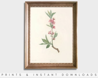 Flower Painting (ca. 1805) Classic Art Print | Art Print #163