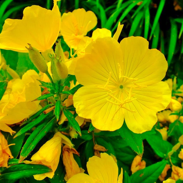 3 Yellow Evening Primrose Starter Plants. Free Priority Shipping Night Blooming  Fragrant Lemon Scent Organic Non GMO  Edible And Medicinal