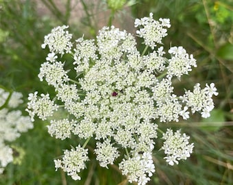 Queen Anne's Lace Seeds - Heirloom Cottage Garden Wildflower