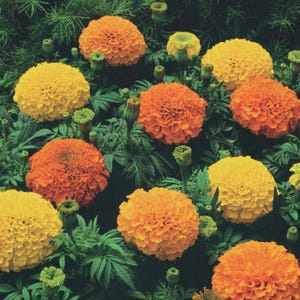 May include: A vibrant image of marigold flowers in full bloom. The flowers display a range of colors, including bright yellow, orange, and deep red. The petals are densely packed, creating a full, rounded shape. Green foliage surrounds the flowers.