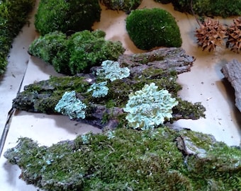 Assorted Moss And Lichen 1 Gallon Bag
