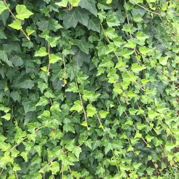 25 English Ivy Plants Rooted Sent Bare Root Free Priority Shipping Organic Shade Plant Ground cover Houseplant Vine Deer Resistant