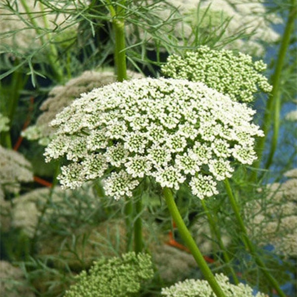 6 Starter Plants  Queen Anne's Lace Non GMO Organic Wild Carrot Edible And Medicinal Free Priority Shipping