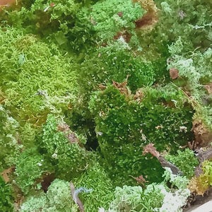 Live Moss 4 Plus Types 1 Gallon Bag Terrarium, Reptile Moss Garden