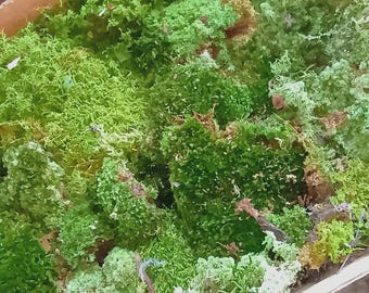 Live Moss 4  Types 1 Gallon Bag Terrarium, Reptile Moss Garden