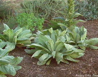 4 Live Mullein Starter Plants Natural Toilet Paper Sent Bare Root No Pots Free Priority Shipping