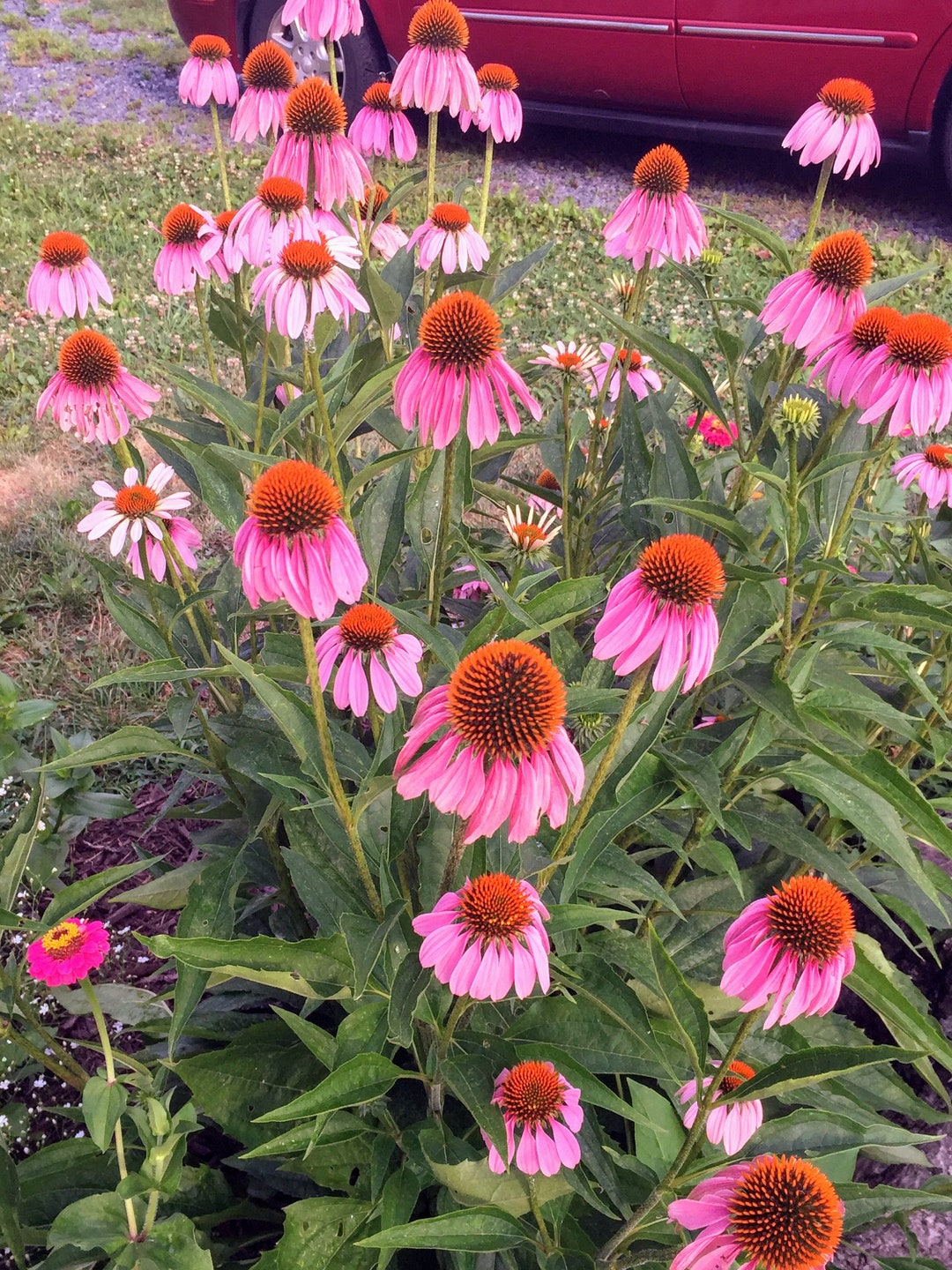 Bulk Seeds 400 Purple Coneflower Seeds Non GMO Organic Etsy