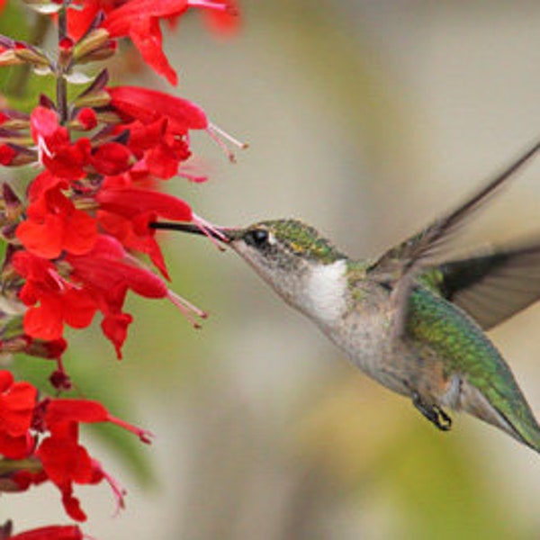 200 Red Scarlett Sage Seeds Hummingbird Magnet Butterflies Organic