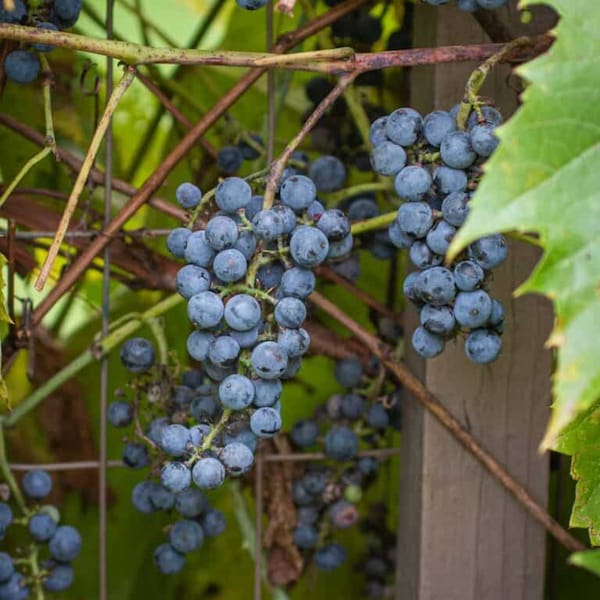 25 Wild Grape Seeds Organic Wild Grape Wine Or Juice.