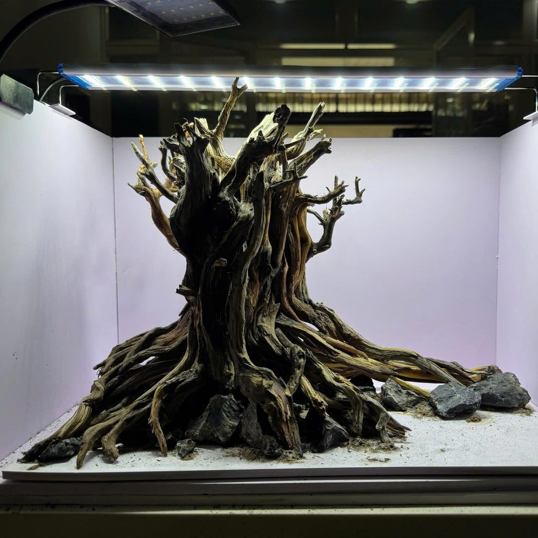 Picture of Driftwood Aquarium Decor | Natural Wood for Aquascaping & Fish Tank - Etsy