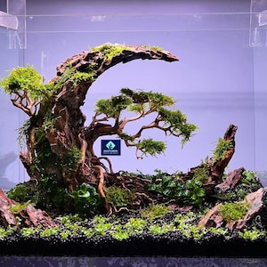 Aquarium Decor, Aquascaping Decor,Aquarium Decor,Home Decor,Office Decor Shrimp,Fish Tank decor, Shrimp Tank Decor.
