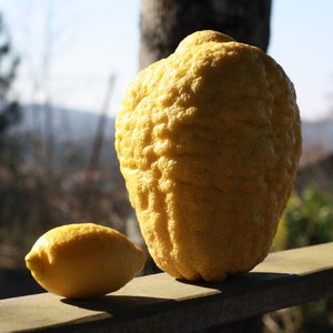 10 sementes - Limão Ponderosa - O maior limão do mundo - Cidra gigante